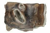 Bargain, Fossil Woolly Rhino (Coelodonta) Tooth - Siberia #231023-2